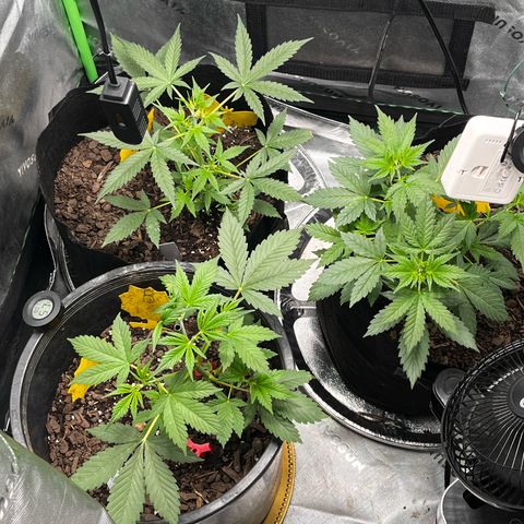 Jada growlog timeline photo