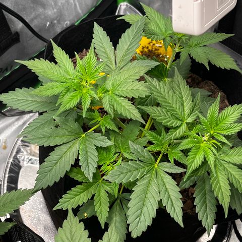 Jada growlog timeline photo
