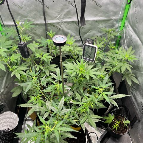Jada growlog timeline photo
