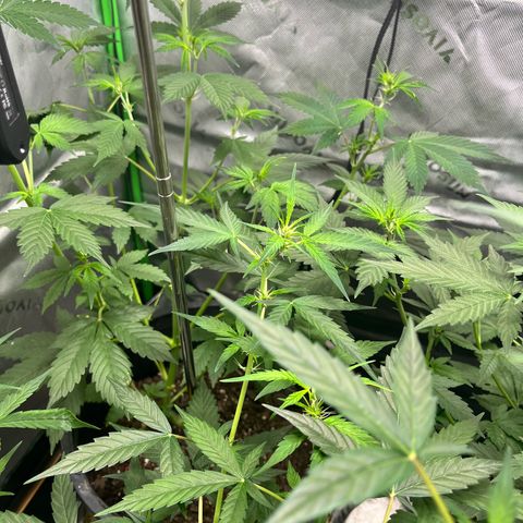 Jada growlog timeline photo