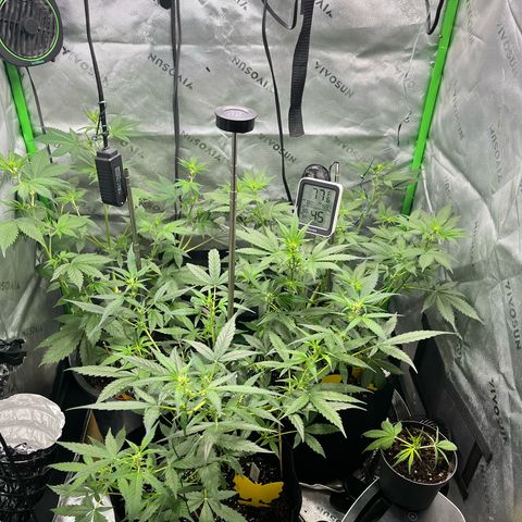 Jada growlog timeline photo
