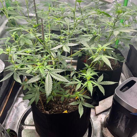 Jada growlog timeline photo