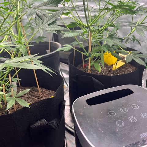 Jada growlog timeline photo