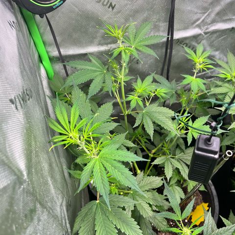 Jada growlog timeline photo