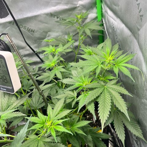 Jada growlog timeline photo