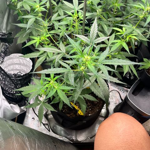 Jada growlog timeline photo
