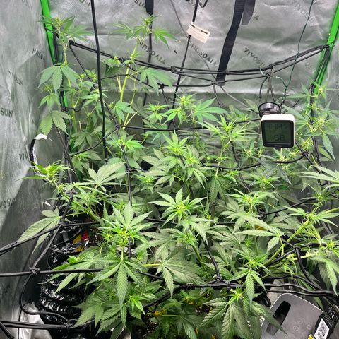 Jada growlog timeline photo