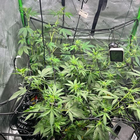 Jada growlog timeline photo