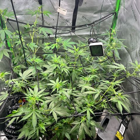 Jada growlog timeline photo