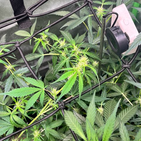 Jada growlog timeline photo
