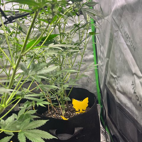 Jada growlog timeline photo