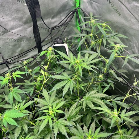 Jada growlog timeline photo