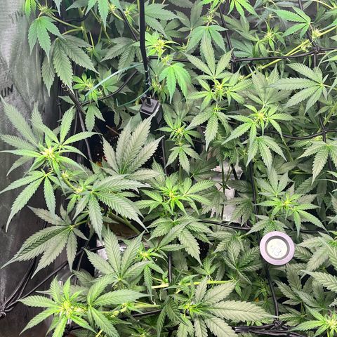 Jada growlog timeline photo