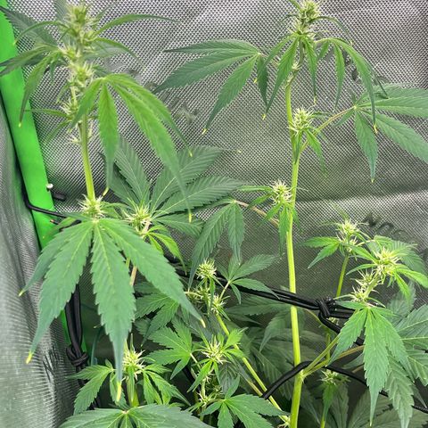 Jada growlog timeline photo