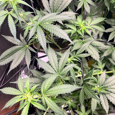 Jada growlog timeline photo