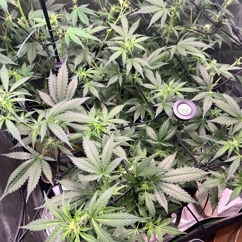 Jada growlog timeline photo