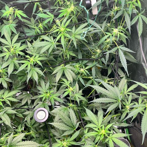 Jada growlog timeline photo