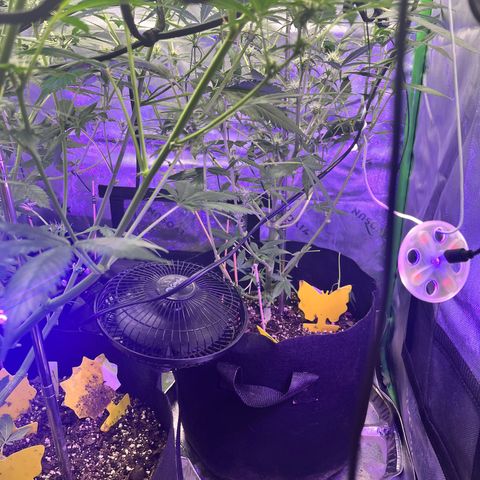 Jada growlog timeline photo