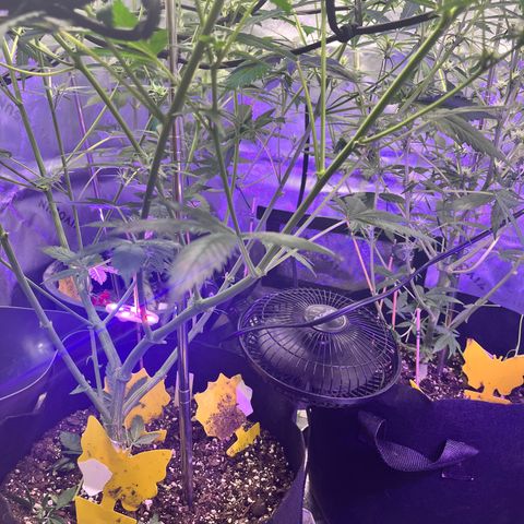 Jada growlog timeline photo