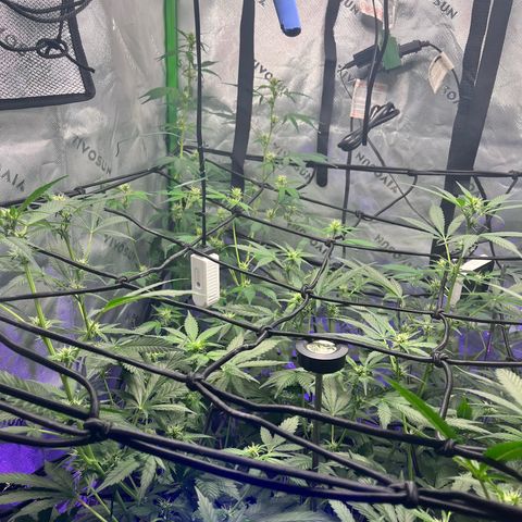 Jada growlog timeline photo