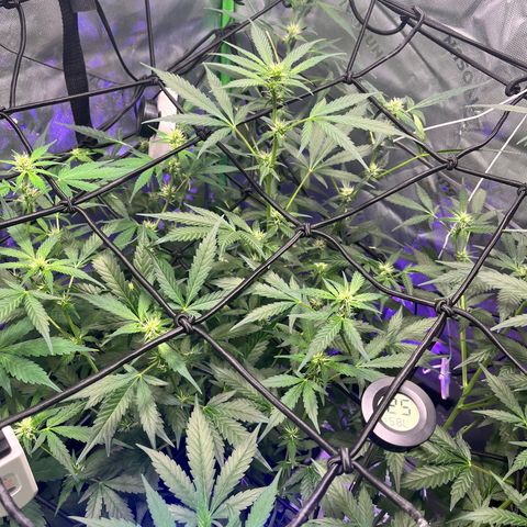 Jada growlog timeline photo