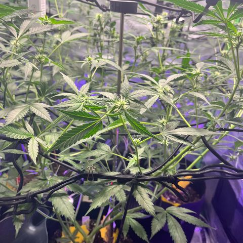 Jada growlog timeline photo