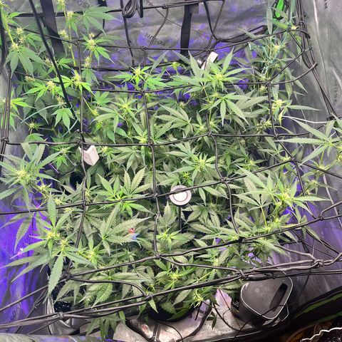 Jada growlog timeline photo