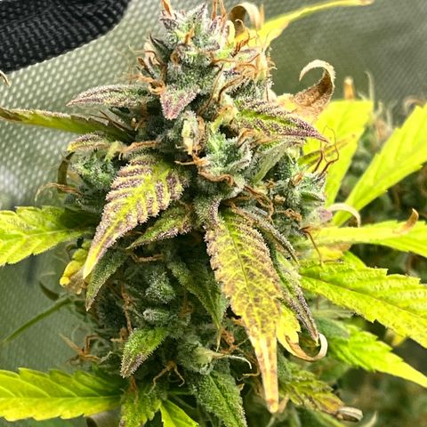Jada growlog timeline photo