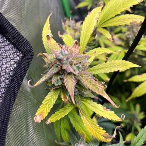 Jada growlog timeline photo