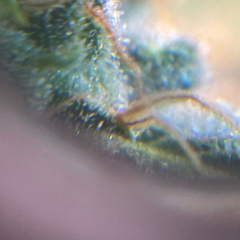 Jada growlog timeline photo