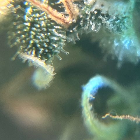 Jada growlog timeline photo