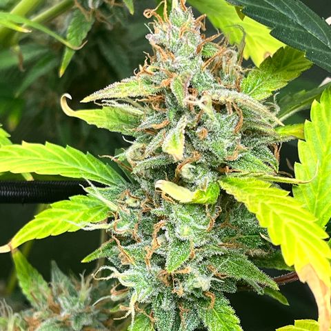 Jada growlog timeline photo