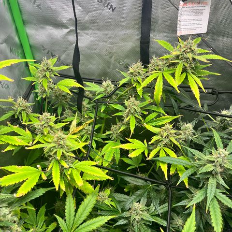 Jada growlog timeline photo