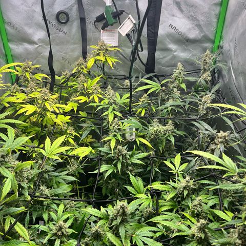 Jada growlog timeline photo