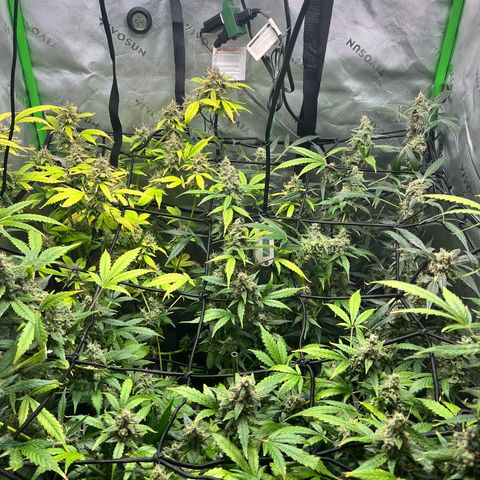 Jada growlog timeline photo