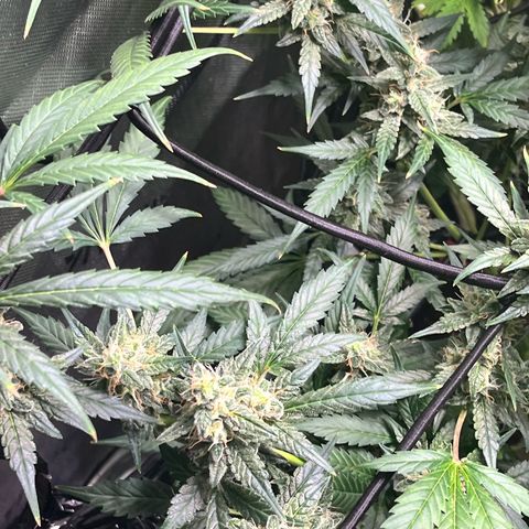 Jada growlog timeline photo