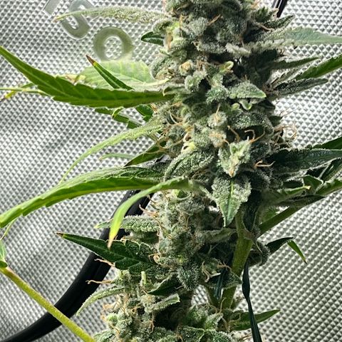 Jada growlog timeline photo