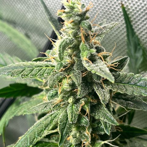 Jada growlog timeline photo
