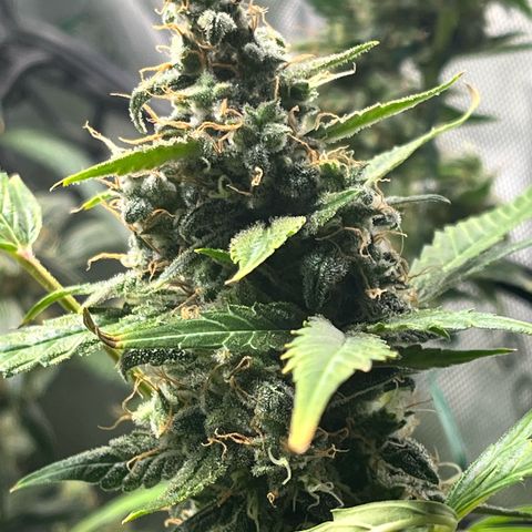 Jada growlog timeline photo