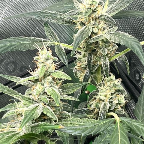 Jada growlog timeline photo