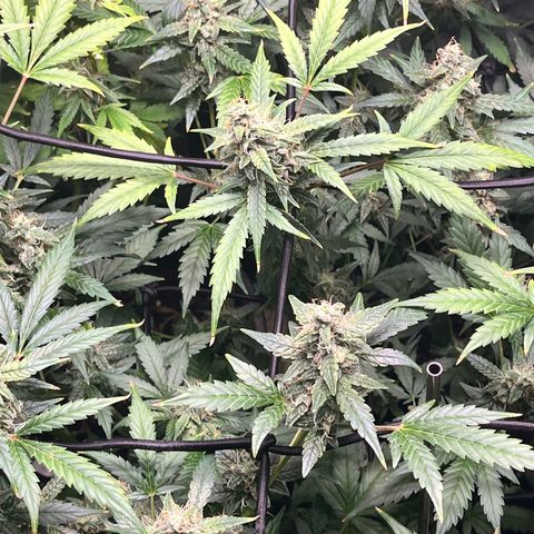 Jada growlog timeline photo