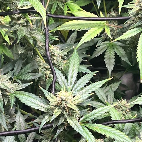 Jada growlog timeline photo
