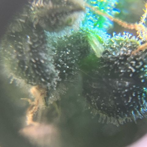 Jada growlog timeline photo