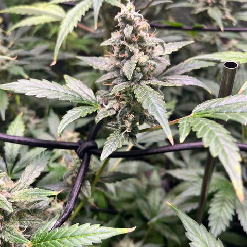 Jada growlog timeline photo