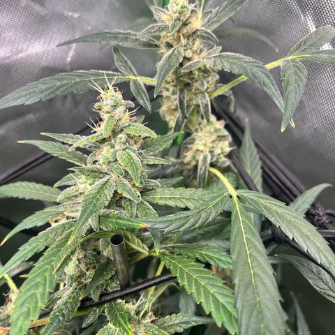 Jada growlog timeline photo