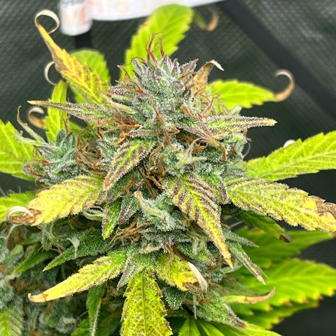 Jada growlog timeline photo