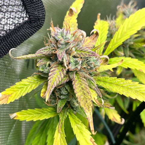 Jada growlog timeline photo