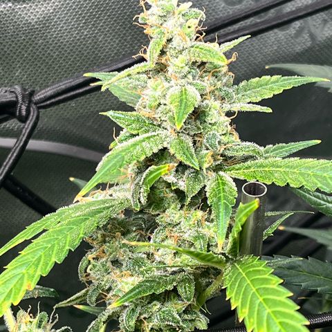 Jada growlog timeline photo