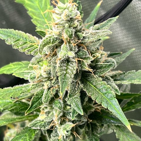 Jada growlog timeline photo
