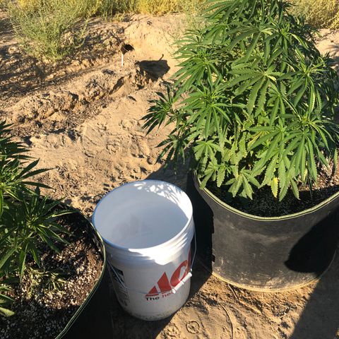 Plants growlog timeline photo